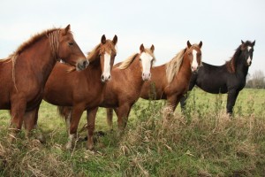 Batch of young ponnies on autumn pasturage